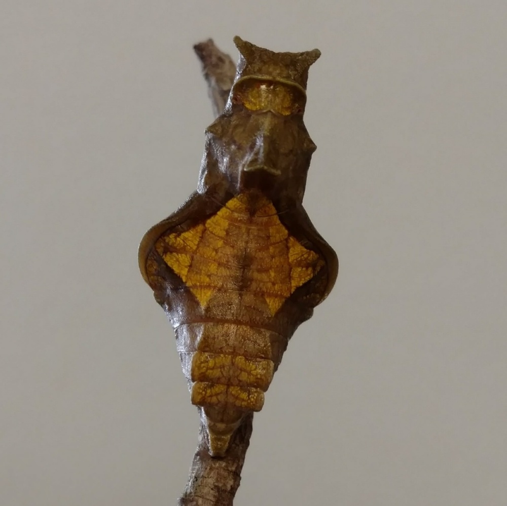 Dutchman's Pipevine Seeds - Butterfly Host Plant - Picture 8 of 8